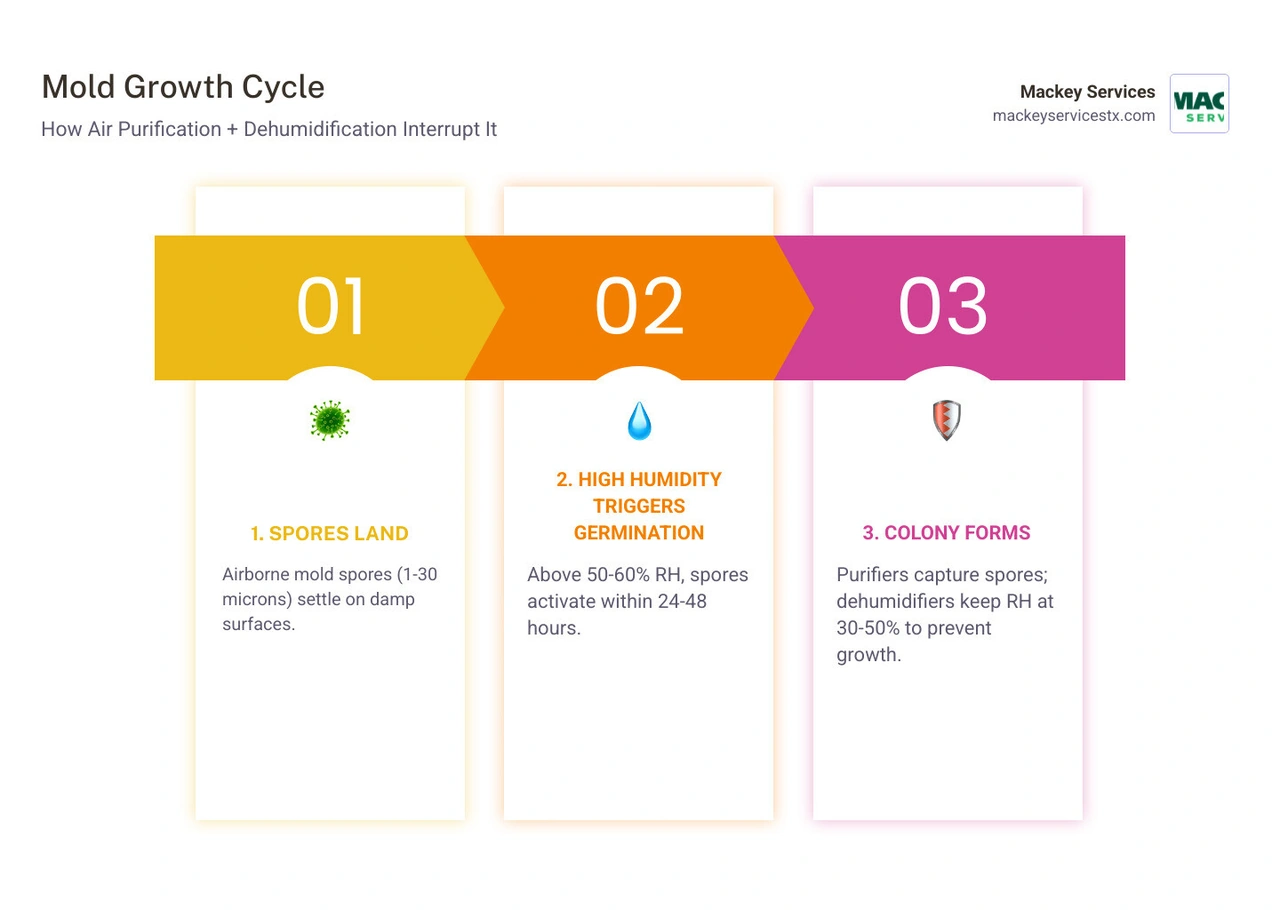Infographic: mold growth cycle showing humidity triggers, 24-48 hour germination window, and how air purifiers plus Infographic: mold growth cycle showing humidity triggers, 24-48 hour germination window, and how air purifiers plus